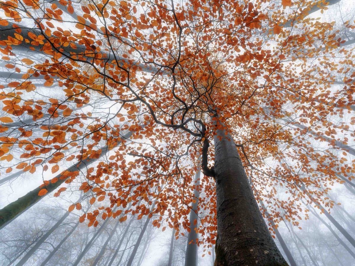 A beech in coppery autumn leaf in the Rhön biosphere reserve