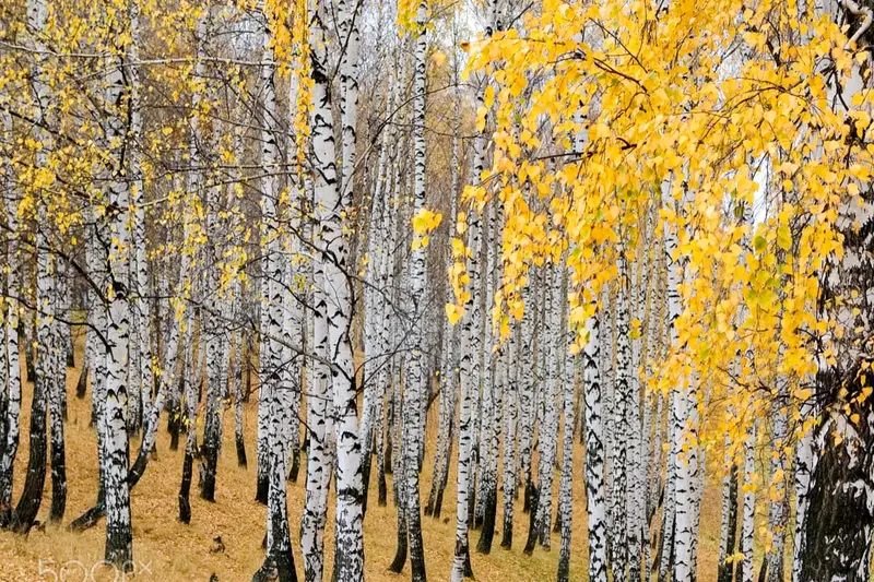 A birch forest turning luminous gold in autumn