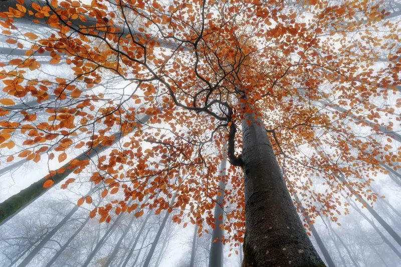 A beech in coppery autumn leaf