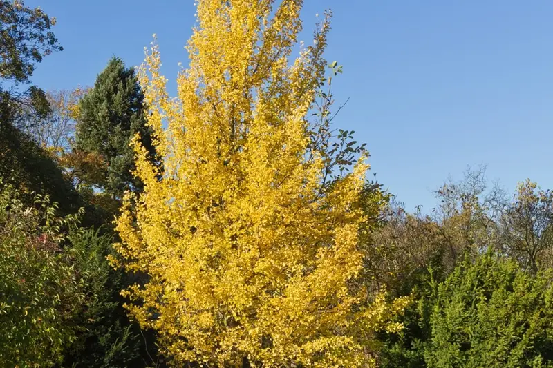 A ginkgo tree in uniform butter-yellow autumn color
