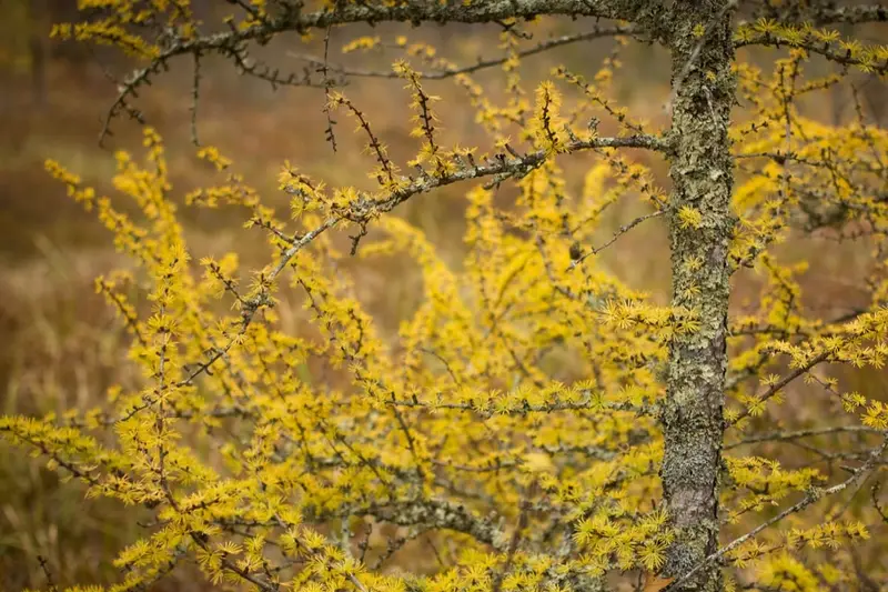 Tamarack larches glowing gold before needle-drop