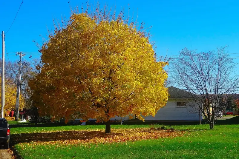 A sugar maple flaring orange and scarlet in autumn