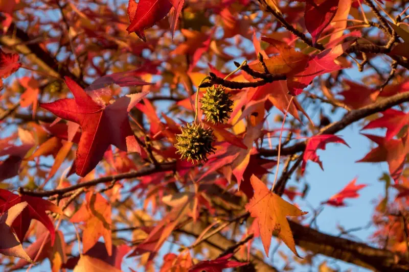 Sweetgum foliage in yellow, orange, and scarlet