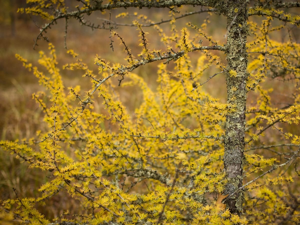 Tamarack larches glowing gold before needle-drop