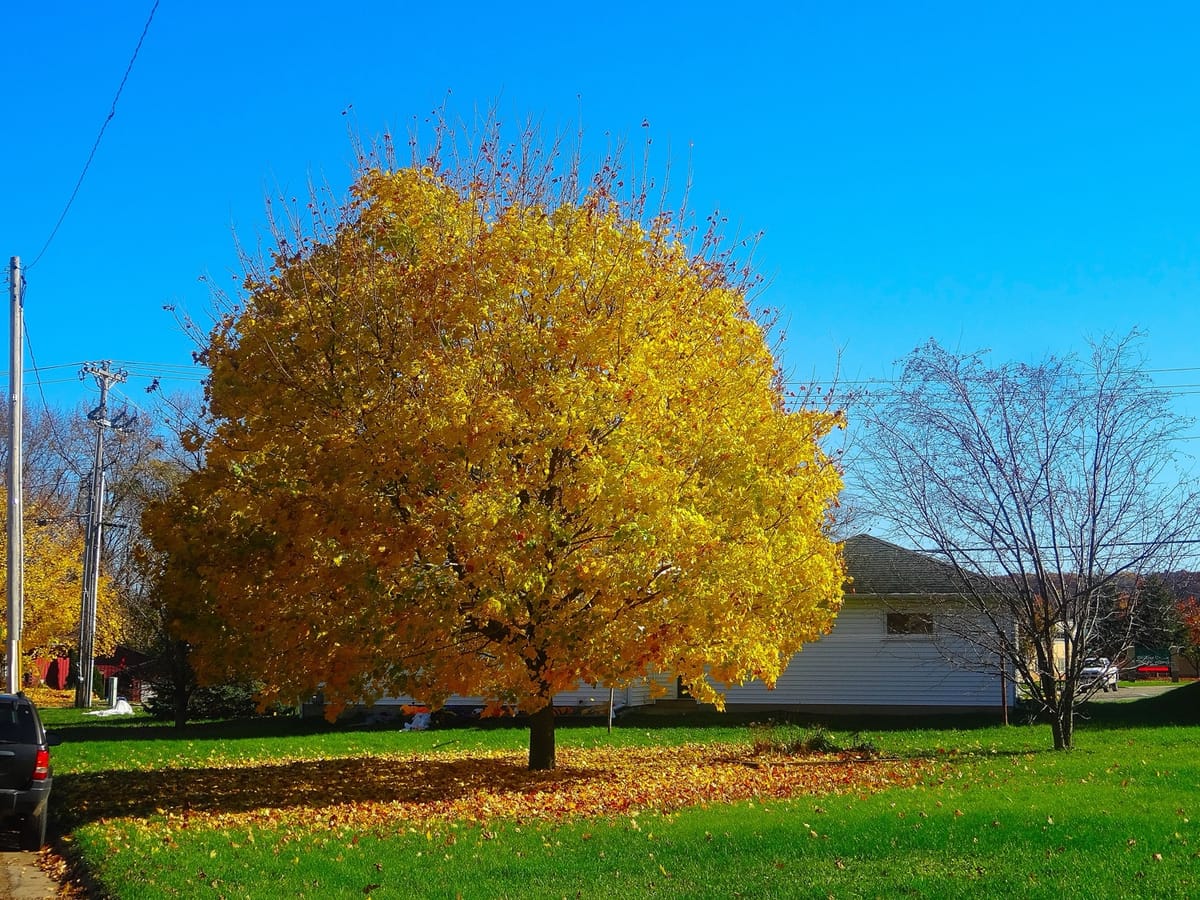 A sugar maple flaring orange and scarlet in autumn