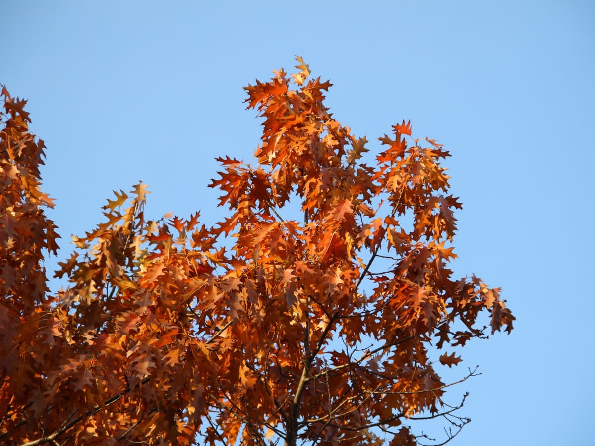 A red oak crown in rich russet autumn color against a blue sky