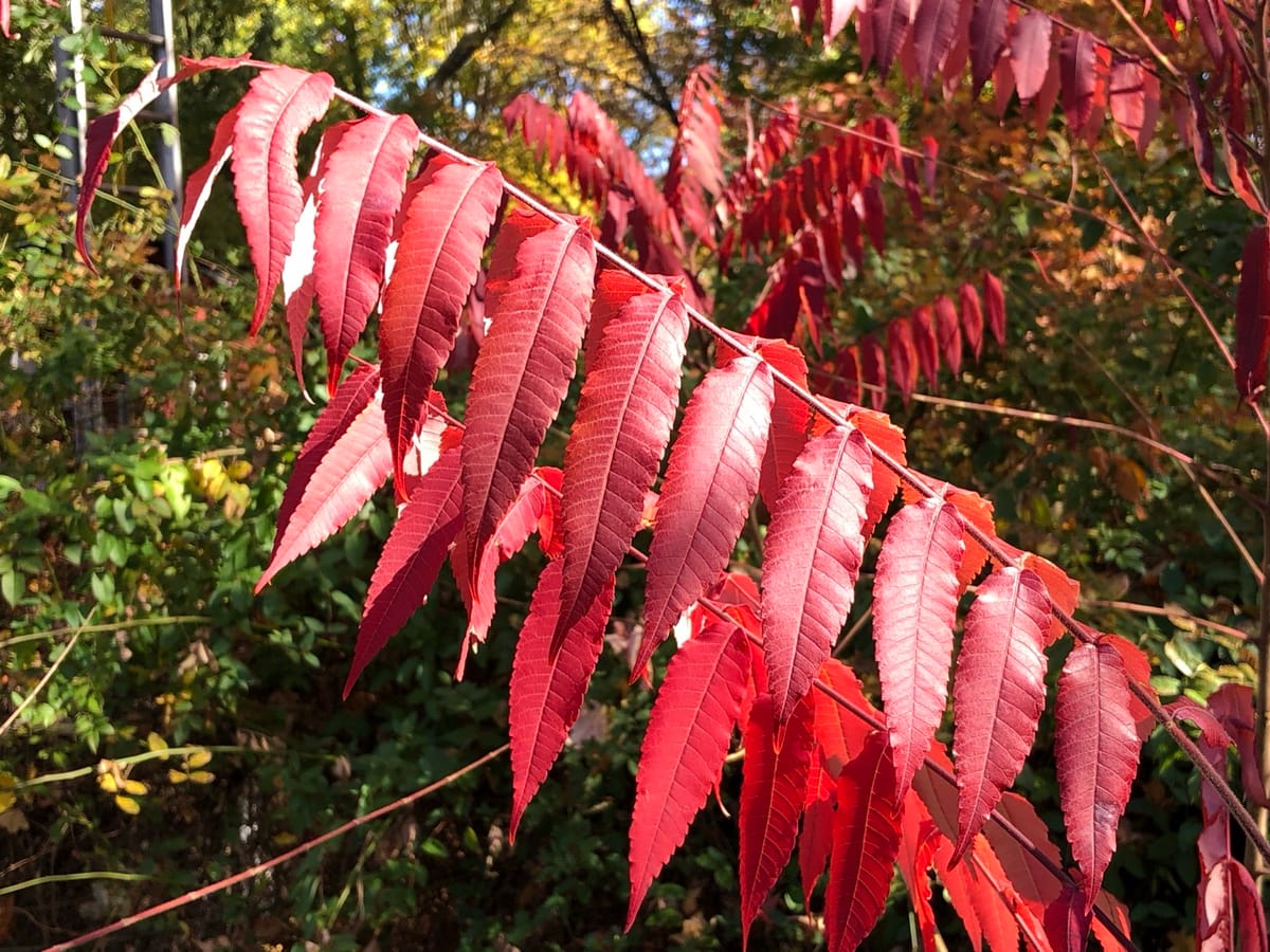 Staghorn sumac leaves turned bright scarlet